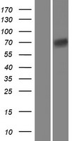 Dendrin (DDN) Human Over-expression Lysate
