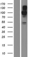 BICD2 Human Over-expression Lysate