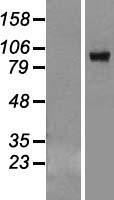VPS39 Human Over-expression Lysate
