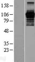 PHF15 (JADE2) Human Over-expression Lysate