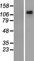 WASH complex subunit 7 (WASHC4) Human Over-expression Lysate