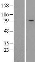 RNF86 (TRIM2) Human Over-expression Lysate