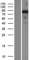 SATB2 Human Over-expression Lysate