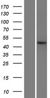 C22orf9 (KIAA0930) Human Over-expression Lysate