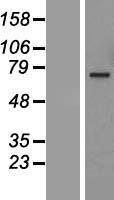 ANGEL1 Human Over-expression Lysate