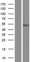 KIAA1045 (PHF24) Human Over-expression Lysate