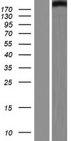 MED13L Human Over-expression Lysate