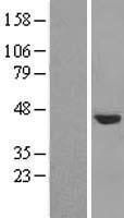 NUDCD3 Human Over-expression Lysate