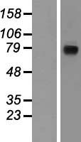 Nicastrin (NCSTN) Human Over-expression Lysate