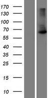 Scc4 (MAU2) Human Over-expression Lysate