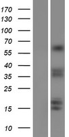 TORC1 (CRTC1) Human Over-expression Lysate