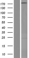 NUP188 Human Over-expression Lysate