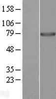 PPWD1 Human Over-expression Lysate