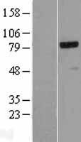 BRRN1 (NCAPH) Human Over-expression Lysate