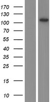MTREX Human Over-expression Lysate