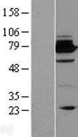 Bcl rambo (BCL2L13) Human Over-expression Lysate