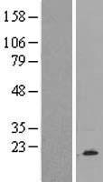 BRP44 (MPC2) Human Over-expression Lysate