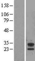ABHD14A Human Over-expression Lysate
