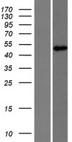DCAF12 Human Over-expression Lysate