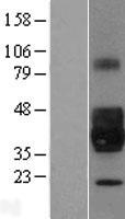 NPDC1 Human Over-expression Lysate