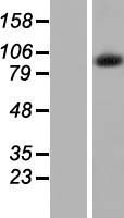 INTS7 Human Over-expression Lysate