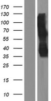 TMEM158 Human Over-expression Lysate