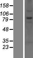 CNOT10 Human Over-expression Lysate
