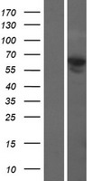 COBRA1 (NELFB) Human Over-expression Lysate