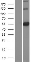 ATL3 Human Over-expression Lysate