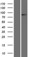L3MBTL1 Human Over-expression Lysate