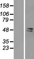 FAM98A Human Over-expression Lysate