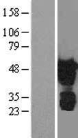 TAZ (WWTR1) Human Over-expression Lysate