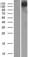 Gemin 5 (GEMIN5) Human Over-expression Lysate