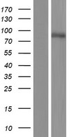 C2CD2 Human Over-expression Lysate