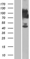 C15orf39 Human Over-expression Lysate