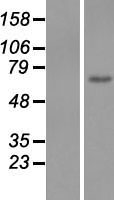 EGFL6 Human Over-expression Lysate