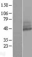 RNF167 Human Over-expression Lysate