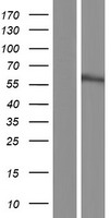 UBXN7 Human Over-expression Lysate