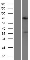 ACOT11 Human Over-expression Lysate