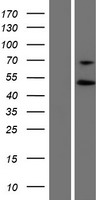 PYGO1 Human Over-expression Lysate