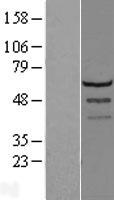 LSM14A Human Over-expression Lysate