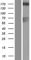 GAPex 5 (GAPVD1) Human Over-expression Lysate