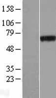PHF19 Human Over-expression Lysate