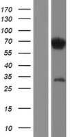 IRF2BP1 Human Over-expression Lysate