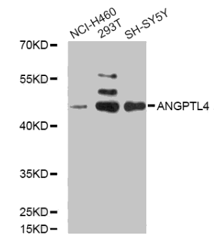 ANGPTL4 antibody