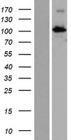 PDZD6 (INTU) Human Over-expression Lysate