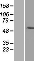 ARRDC2 Human Over-expression Lysate
