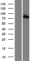 RED1 (ADARB1) Human Over-expression Lysate