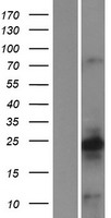 Calcyon (CALY) Human Over-expression Lysate
