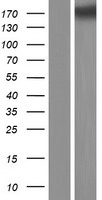 Collagen V (COL5A3) Human Over-expression Lysate